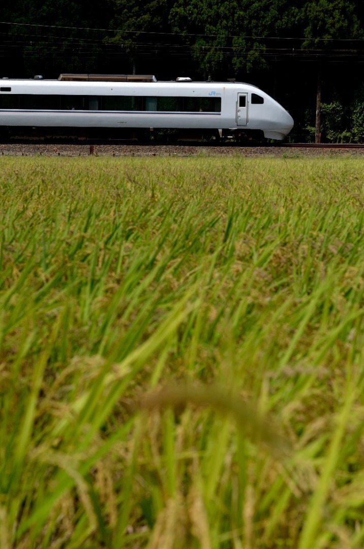 村尾 村尾1.8ℓ 1本